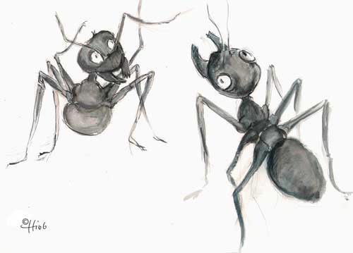 zwei Ameisen